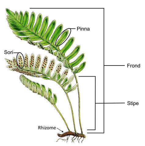 fern的意思|FERN 释义 